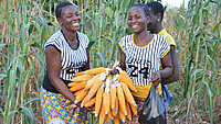 zwei junge Frauen, die stolz ihre geernteten Maiskolben zeigen